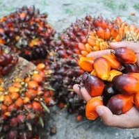 Palmöl zum Kochen, Biodiesel und andere Zwecke